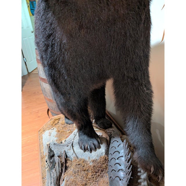 Full Body American Black Bear Taxidermy Mount For Sale In Tampa - Image 6 of 7