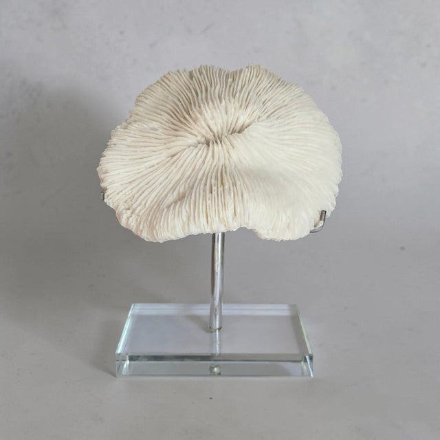 ** Please Read Entire Description ** Natural White Mushroom Coral displayed on a chrome brushed 3-pronged metal stand on a...