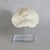 ** Please Read Entire Description ** Natural White Mushroom Coral displayed on a chrome brushed 3-pronged metal stand on a...