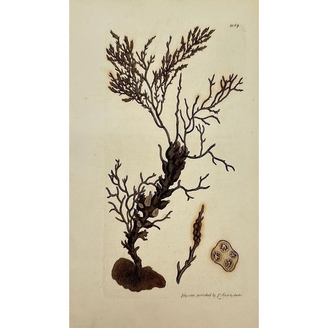 Illustration Early 19th Century James Sowerby – Set of 8 Botanical and Natural History Prints – Tortula Tortuosa For Sale - Image 3 of 9