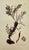 Illustration Early 19th Century James Sowerby – Set of 8 Botanical and Natural History Prints – Tortula Tortuosa For Sale - Image 3 of 9