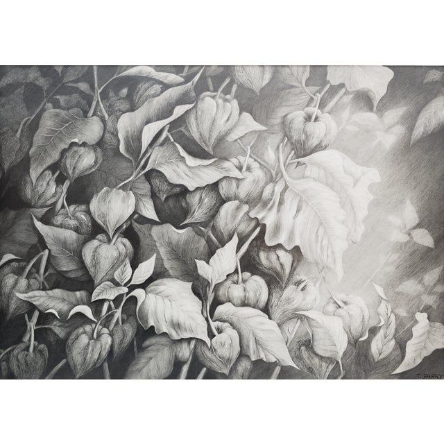 Why This Work Matters Chinese Lantern #2 turns an intimate garden subject into a richly layered world of light, shadow,...