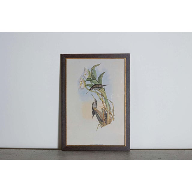 Mr John Gould's tropical framed Bird prints 1955 taken from his limited edition of 1000. The most celebrated British...