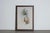 Mr John Gould's tropical framed Bird prints 1955 taken from his limited edition of 1000. The most celebrated British...