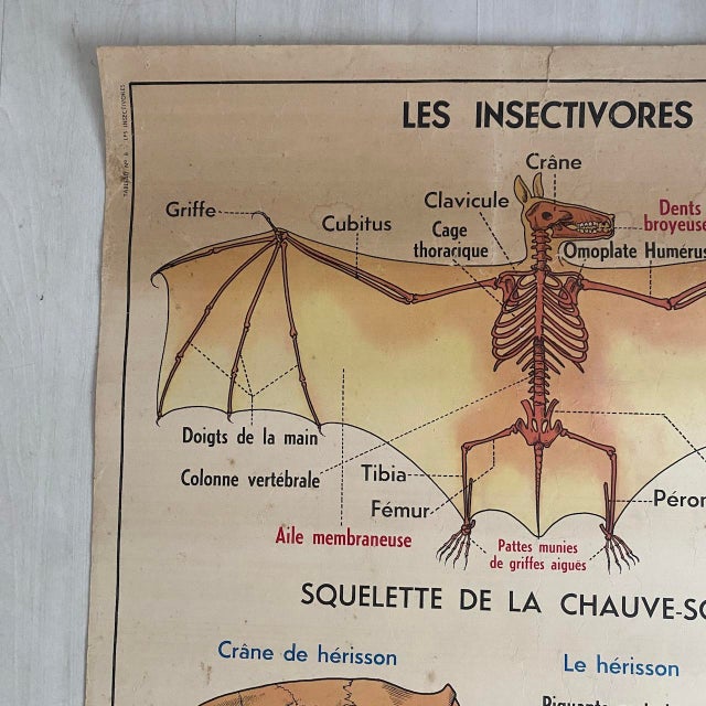 Vintage School Poster of Insectivorous Animals / Rabbit, 1950s For Sale - Image 4 of 11