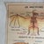 Vintage School Poster of Insectivorous Animals / Rabbit, 1950s For Sale - Image 4 of 11