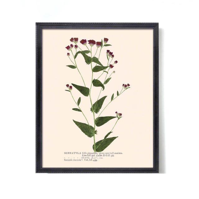 Paper Antique Botanical Set in Oxblood - Set of 8 16" X 20" For Sale - Image 7 of 11