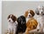 1980s Jim Killen Sporting Dog Art Great Retrievers Labs (29.5"x20") "School Daze" Open Edition For Sale - Image 6 of 7