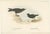 Antique bird print titled 'Fork-Tailed Storm-Petrel & Common Storm-Petrel'. Old bird print depicting the Fork-Tailed...