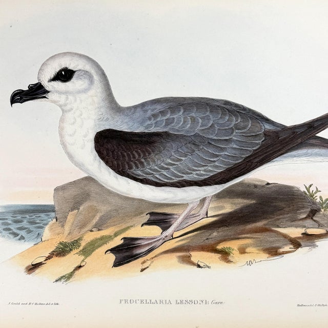 Rare Gould Pattern Gallery, 19th Century Hand-Colored Lithographs From John Gould’s Birds of Australia | Custom Mat Selection - Set of 6 For Sale - Image 14 of 18