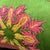 2010s Silk Hand Embroidered Suzani and Ikat Hand Dyed Pillow With New Insert For Sale - Image 5 of 10