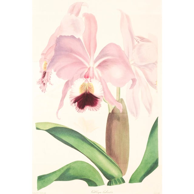 Original hand-colored engraving after a botanical illustration by Samuel Holden of a Cattleya Labiata (Crimson-Lipped...