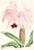 Original hand-colored engraving after a botanical illustration by Samuel Holden of a Cattleya Labiata (Crimson-Lipped...