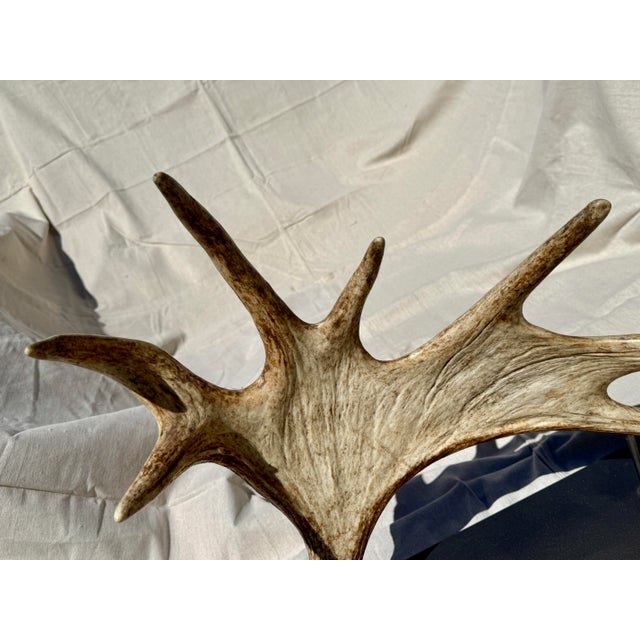 Side Mounted Moose Antler/Paddle 1 For Sale - Image 9 of 9