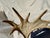Side Mounted Moose Antler/Paddle 1 For Sale - Image 9 of 9