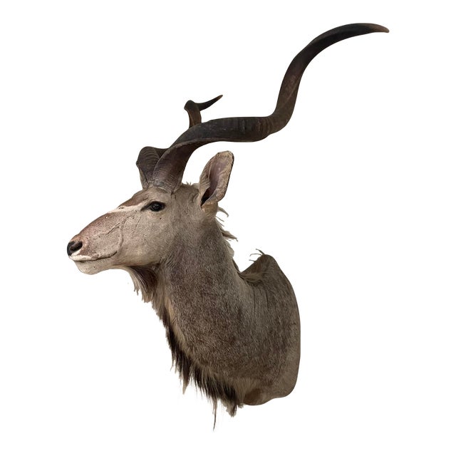 Vinatge African Kudu Taxidermy Shoulder Mount-Very Large For Sale