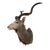 Vinatge African Kudu Taxidermy Shoulder Mount-Very Large For Sale