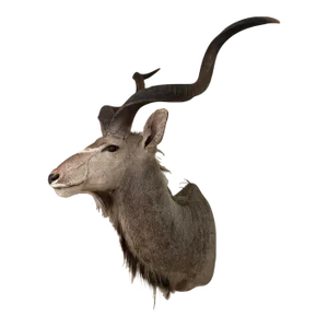 Vinatge African Kudu Taxidermy Shoulder Mount-Very Large