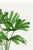 Royal Palm Study, Vintage Botanical Art Print Reproduction, 20" X 30" For Sale - Image 9 of 11