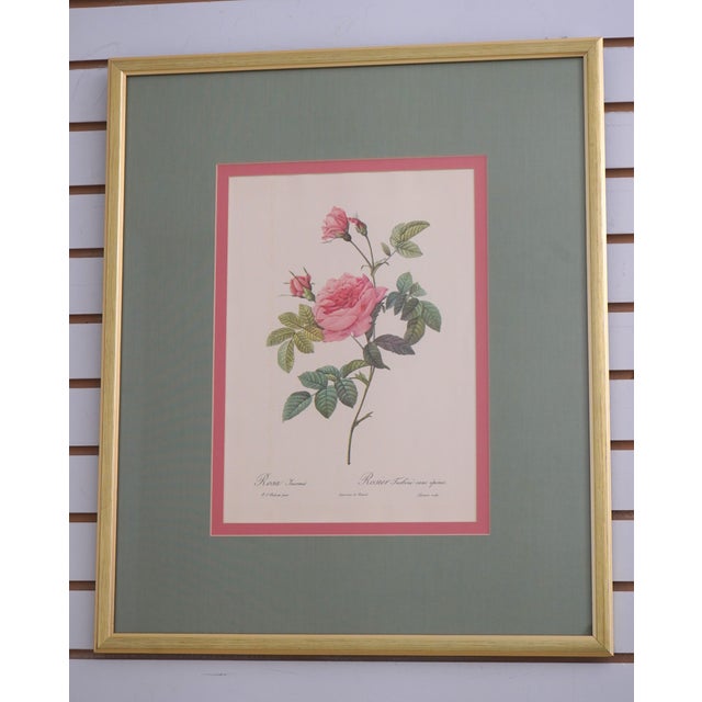 1900 - 1909 1900s Set of 6 Rose Engraving Prints Artwork For Sale - Image 5 of 18
