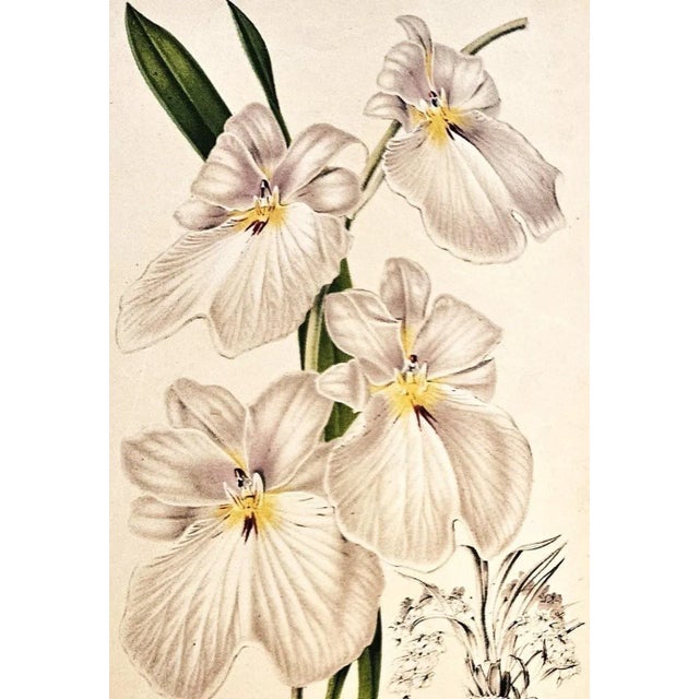 Rare Pair-C1860 Antique French Botanical Chromolithographs, Matted For Sale - Image 4 of 5