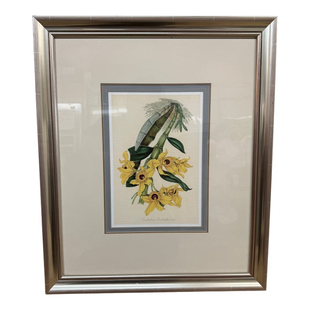Louis Van Houtte's Orchid Botanical Print, Framed For Sale