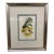 Louis Van Houtte's Orchid Botanical Print, Framed For Sale