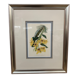 Louis Van Houtte's Orchid Botanical Print, Framed