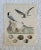 19th Century German Lithograph of Birds and Bird Eggs For Sale - Image 4 of 4