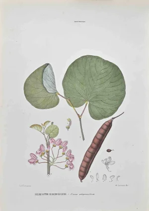Vincenzo Tenore, Siliquastro Judas Tree, Lithograph, 1870s