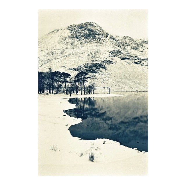 Buttermere Pines, Photograph, Winter, 1996 For Sale