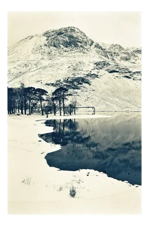 Buttermere Pines, Photograph, Winter, 1996