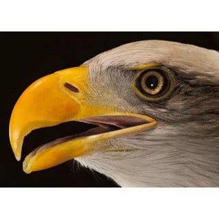 Tim Platt, Bald Eagle #3, 2013, Archival Pigment Print For Sale