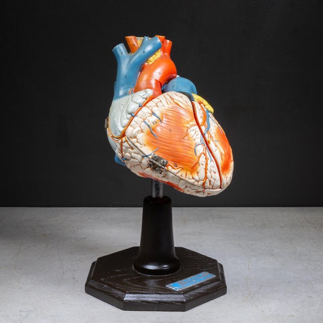 Late 20th Century Vintage Professional Anatomical Human Heart Model c.1976– Medical Teaching Aid For Sale - Image 5 of 10