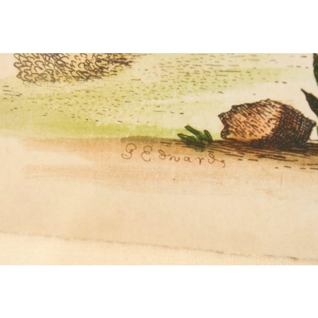 George Edwards Ornithological Print, 'Paradise Parrots I' For Sale - Image 10 of 12