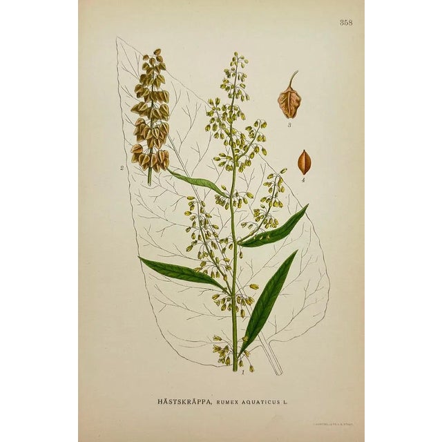 Paper Carl Lindman Botanical Prints – Buttercups, Dock, Brookweed & Alpine (1922), Set of 8 For Sale - Image 7 of 9
