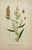 Paper Carl Lindman Botanical Prints – Buttercups, Dock, Brookweed & Alpine (1922), Set of 8 For Sale - Image 7 of 9