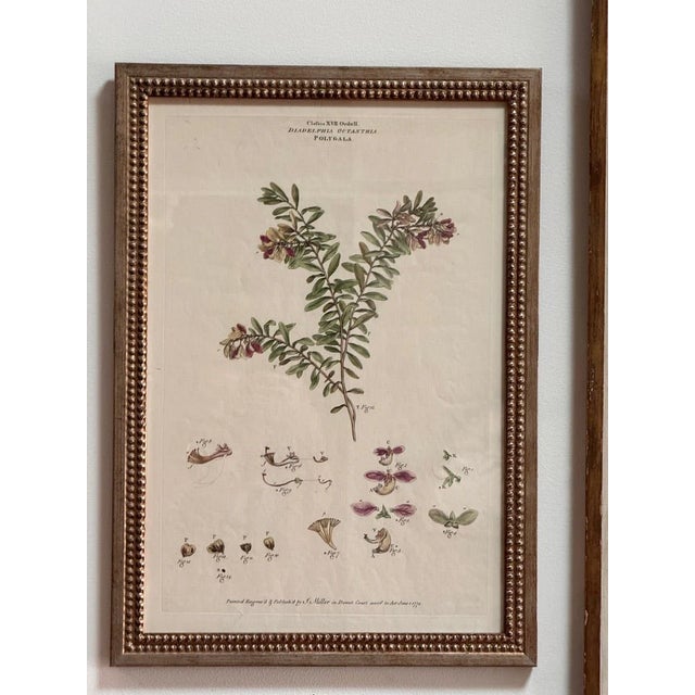 Set of Four Botanical Engravings, London, 1774 Miller For Sale - Image 6 of 7