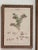 Set of Four Botanical Engravings, London, 1774 Miller For Sale - Image 6 of 7