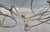 Antique Tricycle / Bicycle Circa. 1900 For Sale - Image 9 of 14
