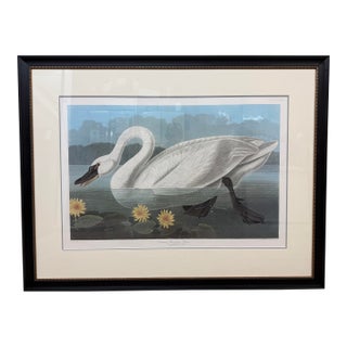 John James Audubon Birds of America Collection Common American Swan Original Print, Signed For Sale