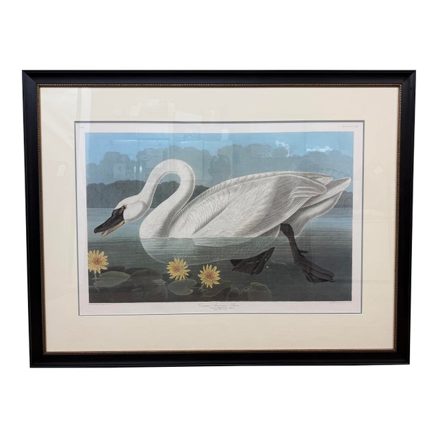 John James Audubon Birds of America Collection Common American Swan Original Print, Signed For Sale