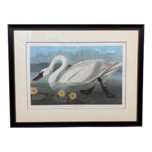 John James Audubon Birds of America Collection Common American Swan Original Print, Signed