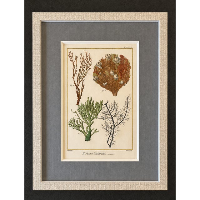 French Coral & Marine Sea Fans Original Natural History Engraving – Framed Coastal Art, Circa 1751 For Sale - Image 3 of 4