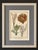 French Coral & Marine Sea Fans Original Natural History Engraving – Framed Coastal Art, Circa 1751 For Sale - Image 3 of 4