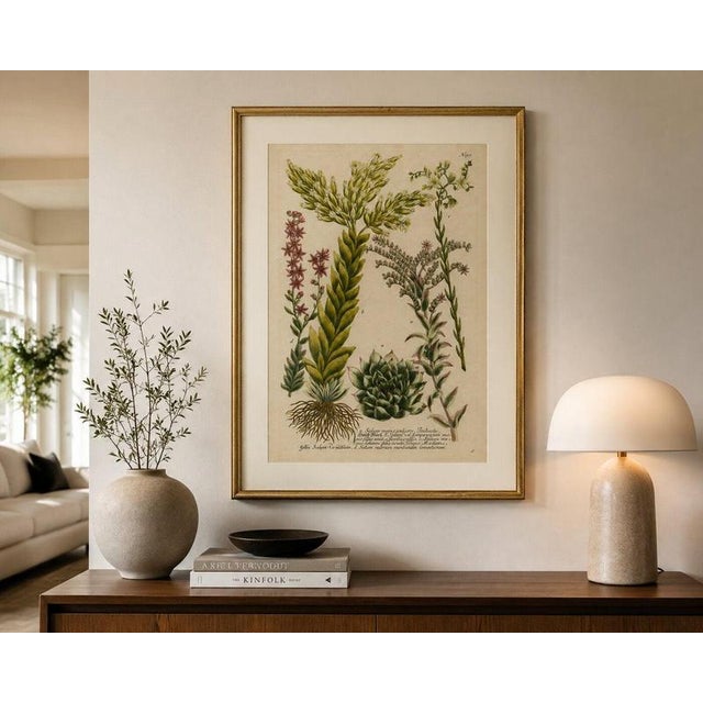 Johann Wilhelm Weinmann, Sedum and Succulent Plants, 1737, Engraving For Sale - Image 9 of 10