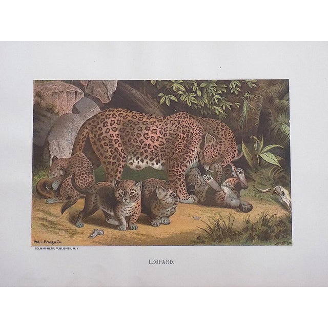 Authentic Antique 19th Century Jungle Cats Lithographs - Set of 3 For Sale - Image 4 of 5