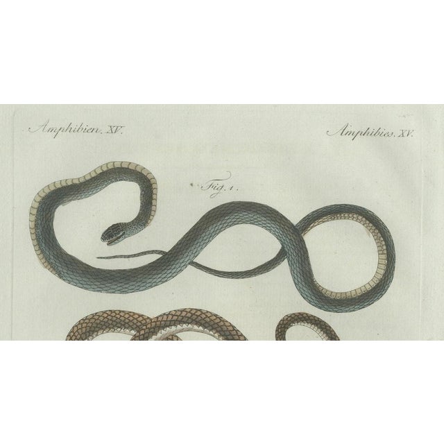 Bertuch, Three European Snakes, 1802, Engraving For Sale - Image 4 of 11