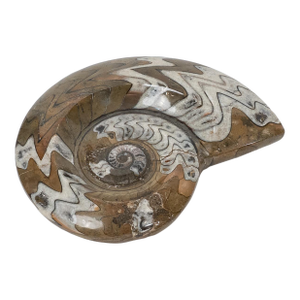 Large Polished Ammonite Fossil From Madagascar, Late Cretaceous Period