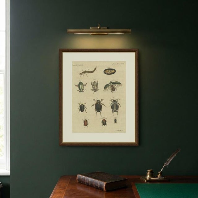 Bertuch, Diving Beetles and Water Beetles with Larva, 1815, Print For Sale - Image 10 of 12
